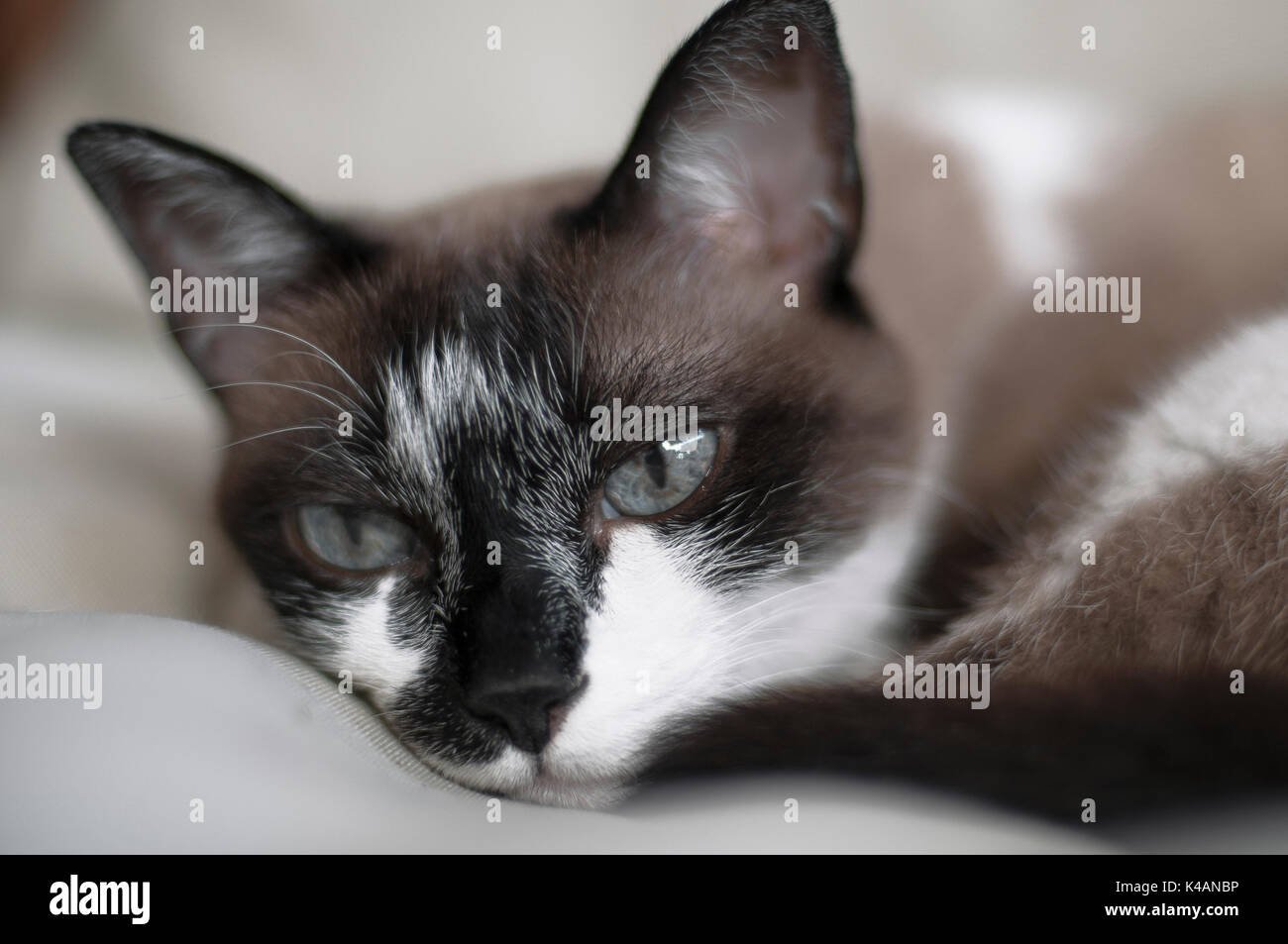cat resting on pillow Stock Photo