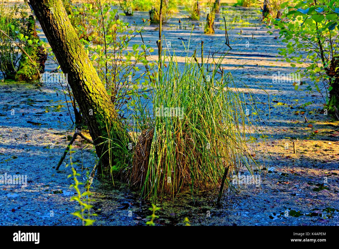 Swamp Grass, Calamagrostis Canescens, In Spring Water Area Stock Photo