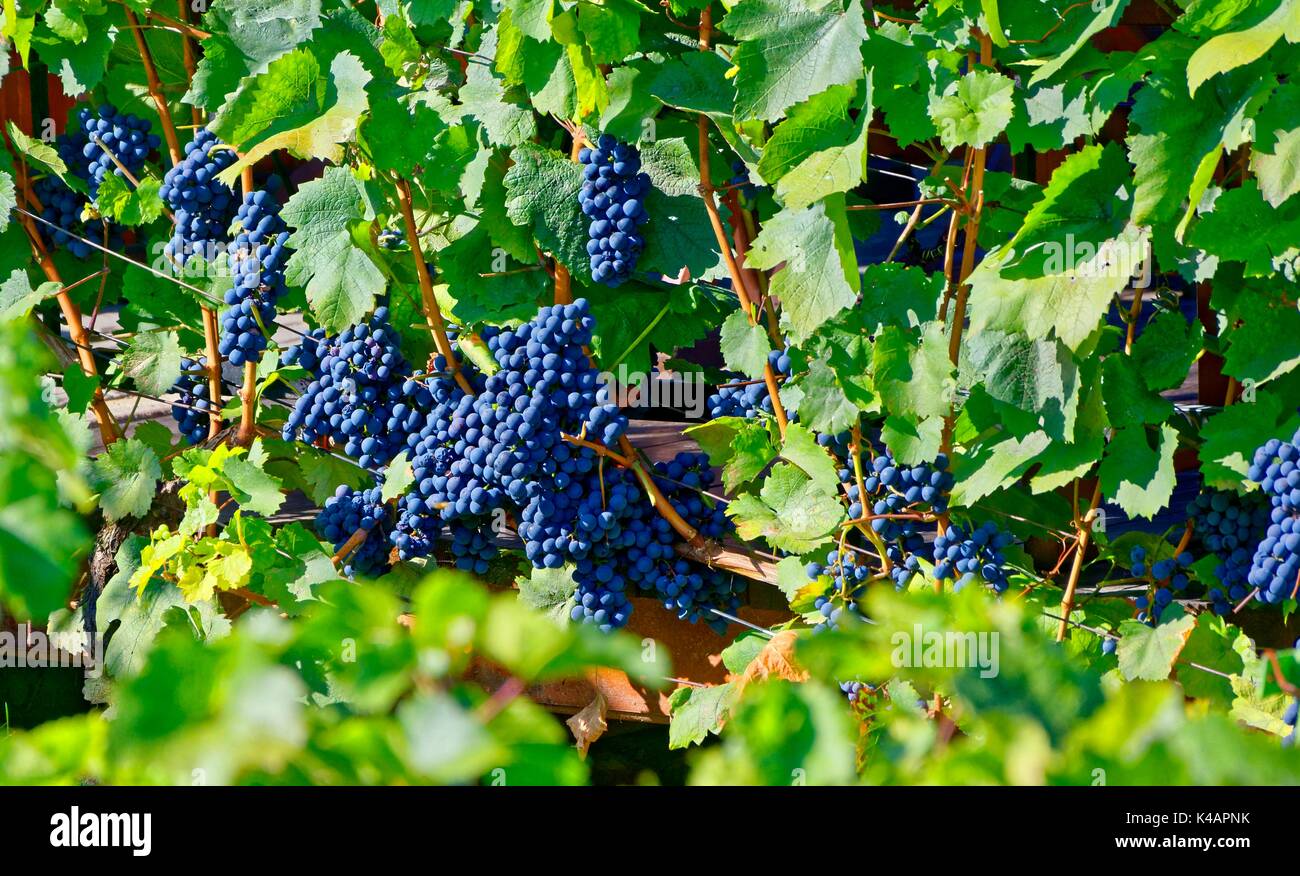 Blue Grapes For Red Wine Production Stock Photo