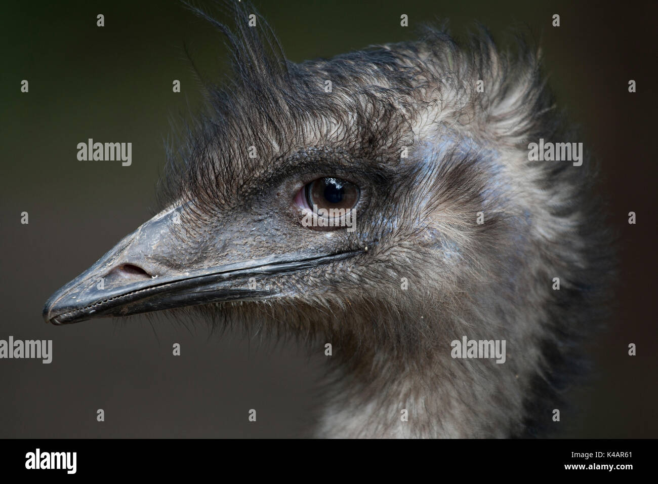 Australia Birds Stock Photo