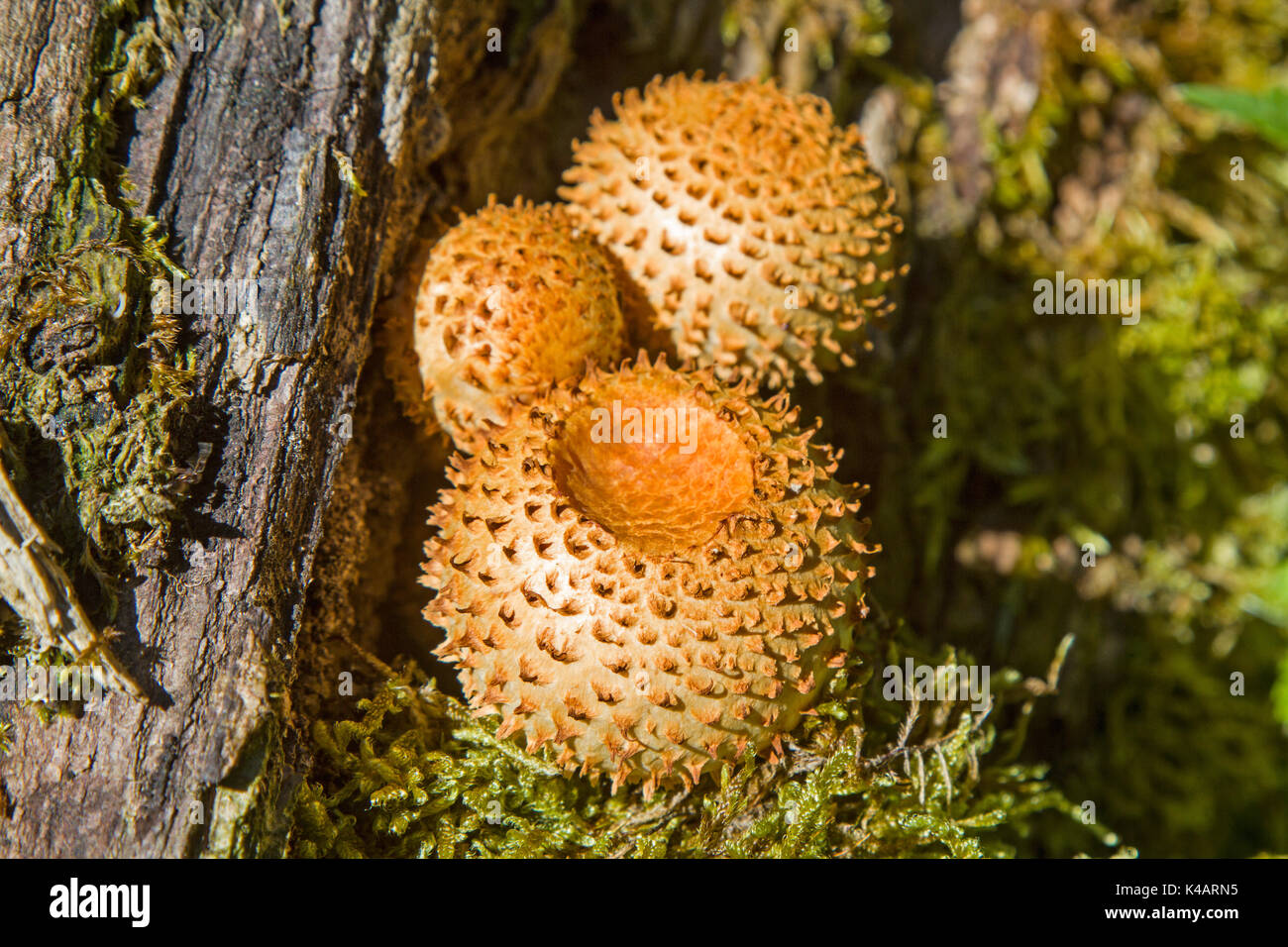 Eine Dekorative Pilzart Die Sich Mit Vorliebe Auf Altem Vermoderten Holz Ansiedelt Stock Photo