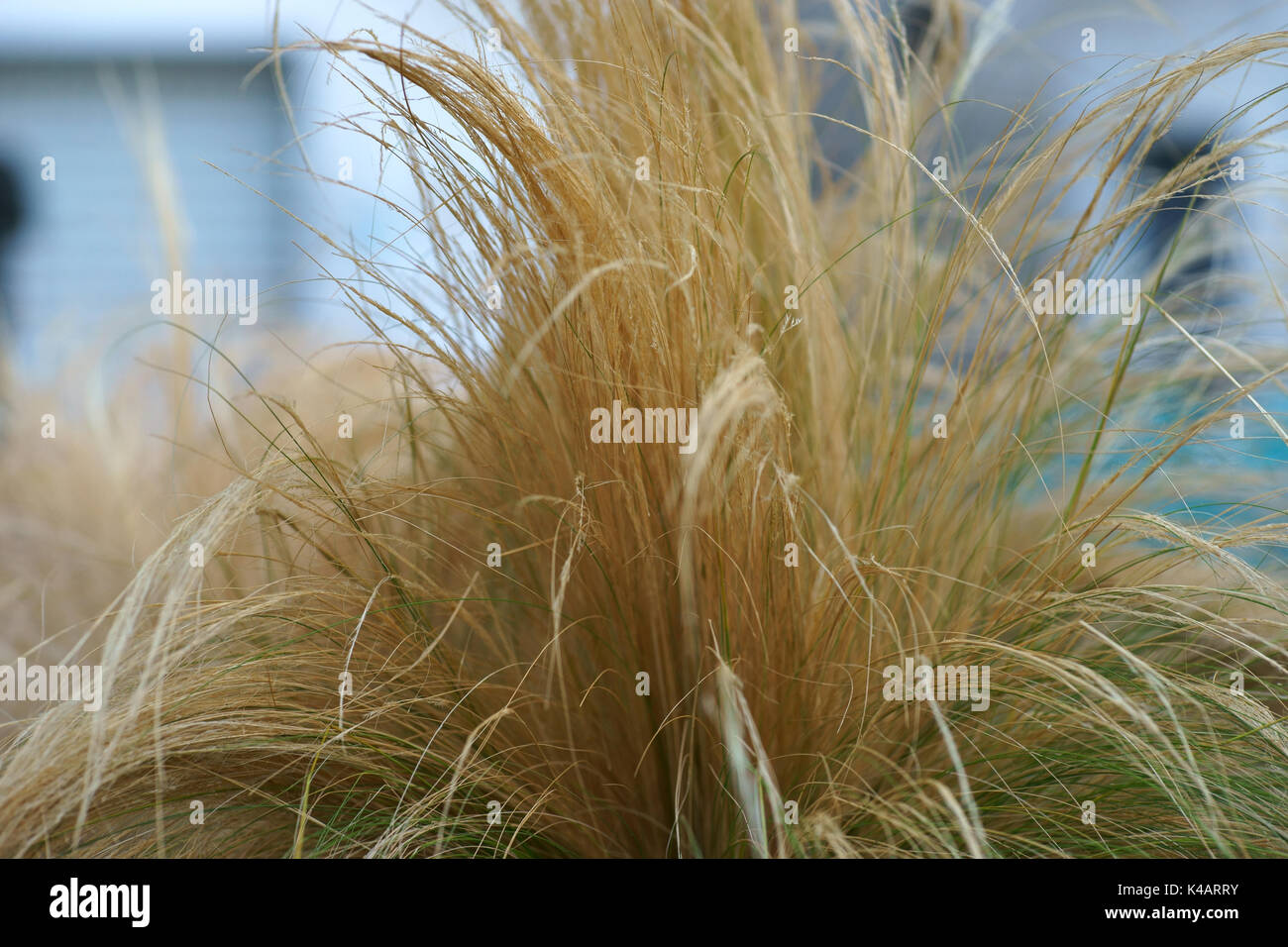 CHIONOCHLOA rubra - Commonly known as Red tussock grass - Italy Stock Photo