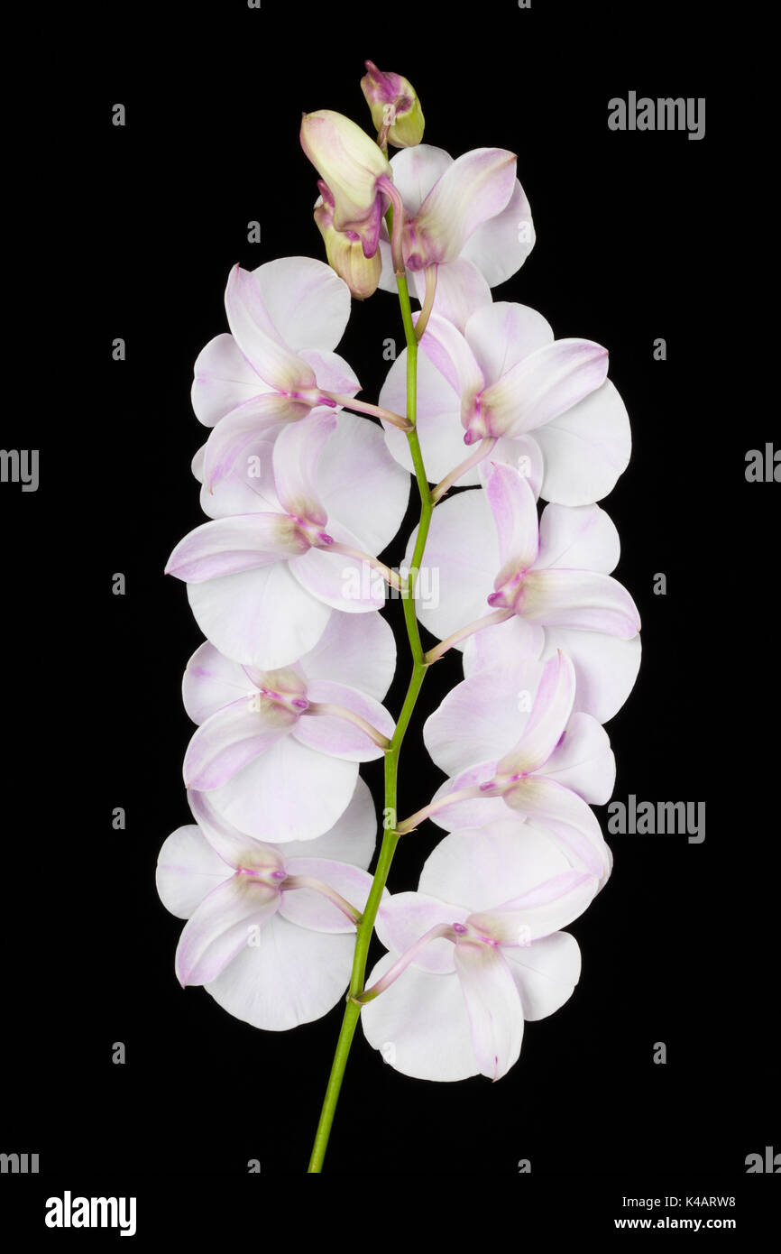 Pink orchid on a white background Stock Photo - Alamy