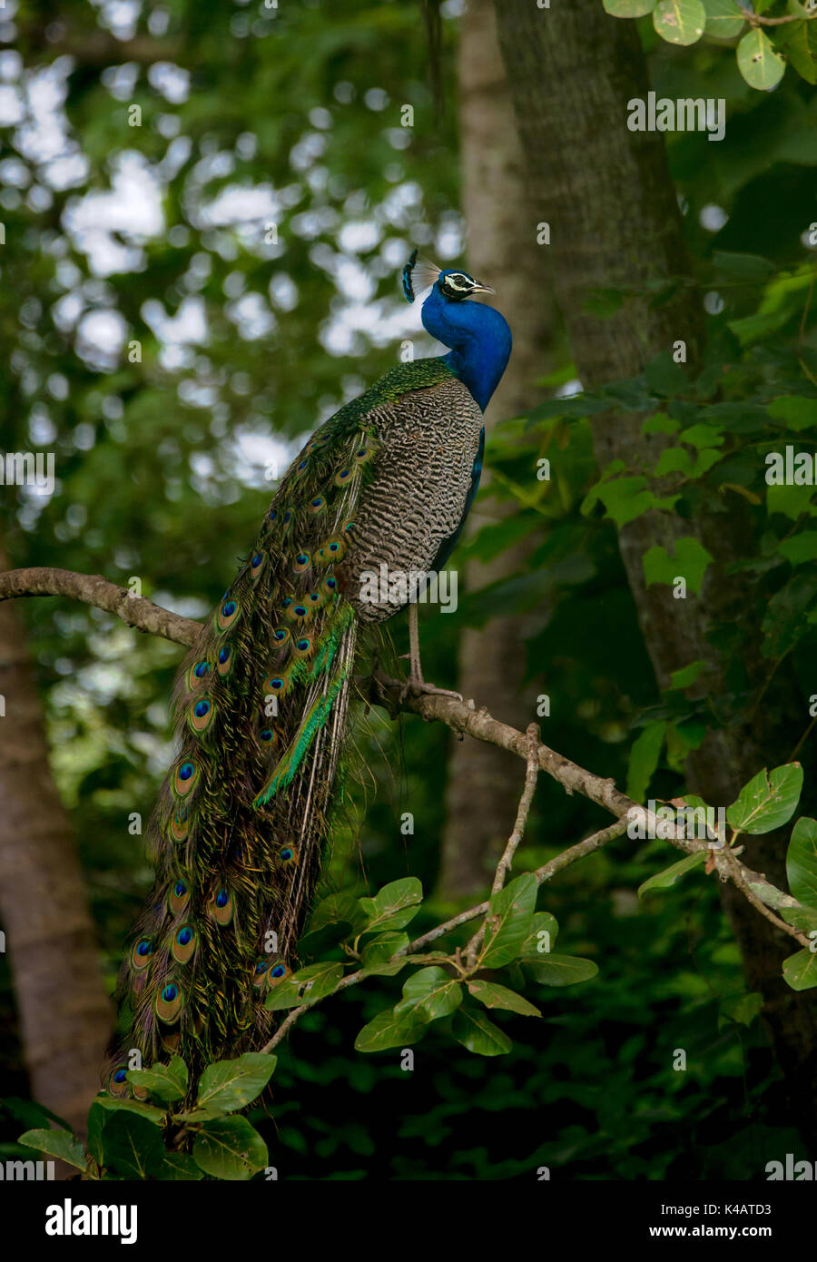 An Indian Peacock Bird perched on a tree branch showing off its long train Stock Photo