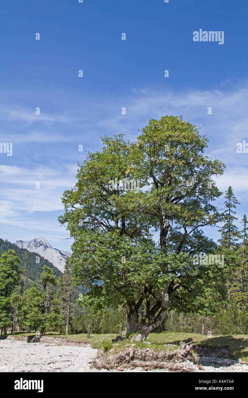 Mighty tree hi-res stock photography and images - Alamy