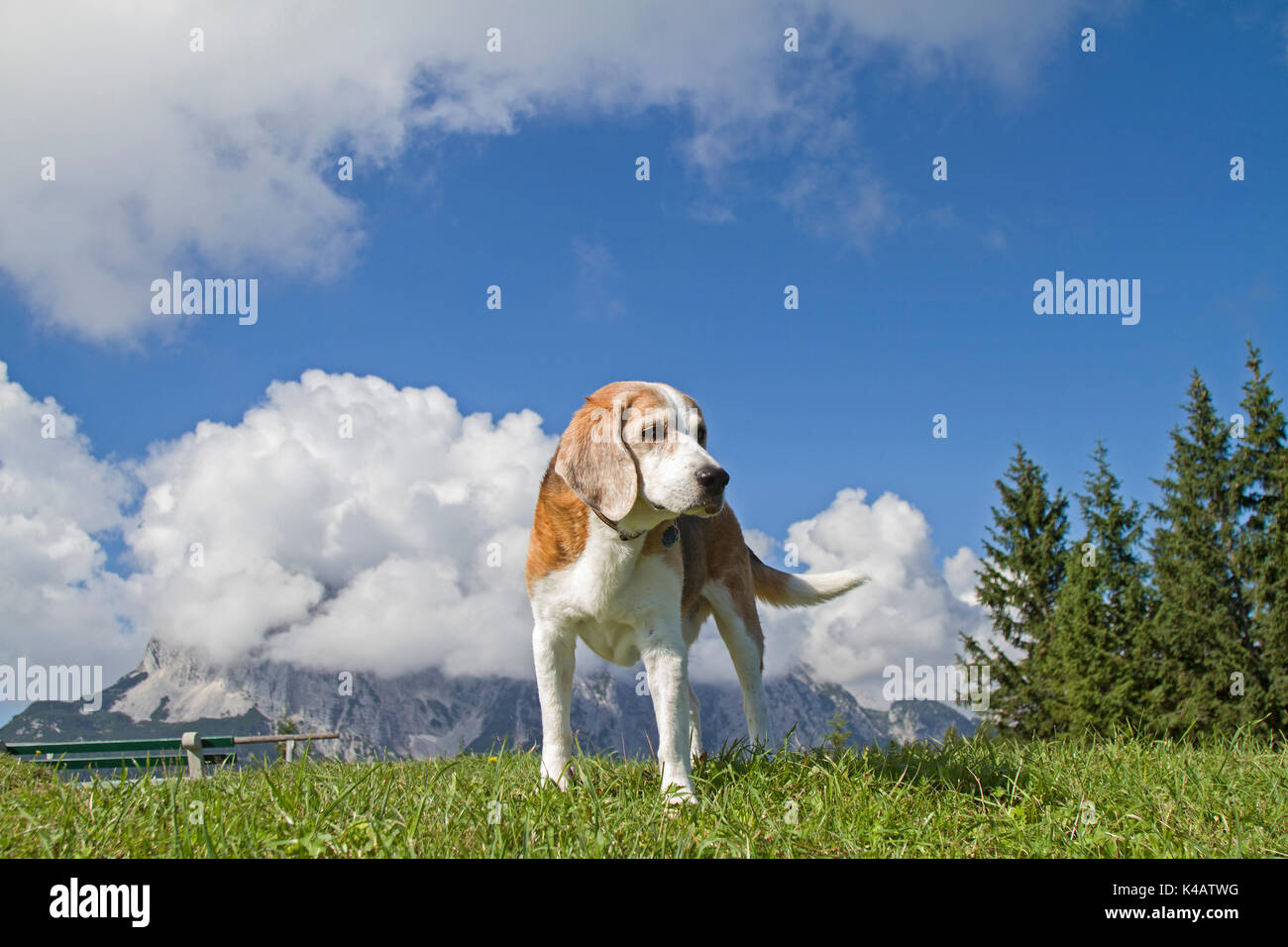 Beagle hounds hunting hi res stock photography and images Page 4