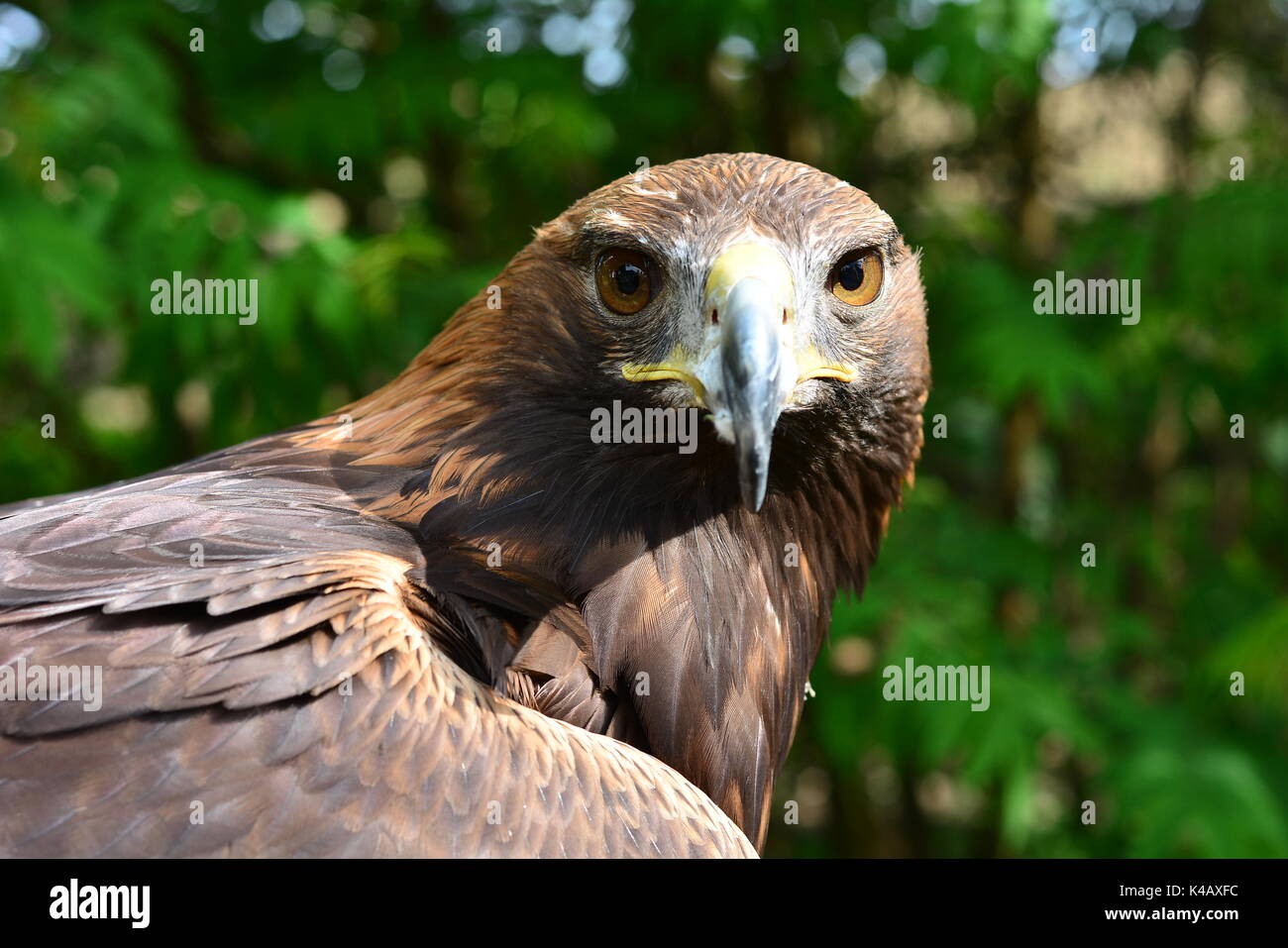 Golden Eagle Is Looking In The Cam Stock Photo - Alamy