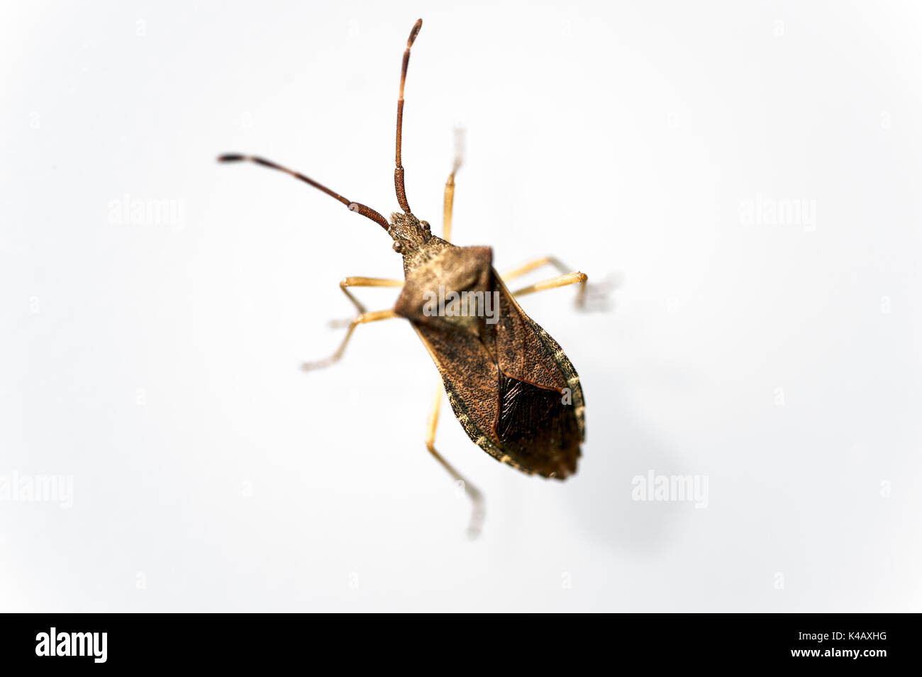 Bug Heteroptera Stock Photo