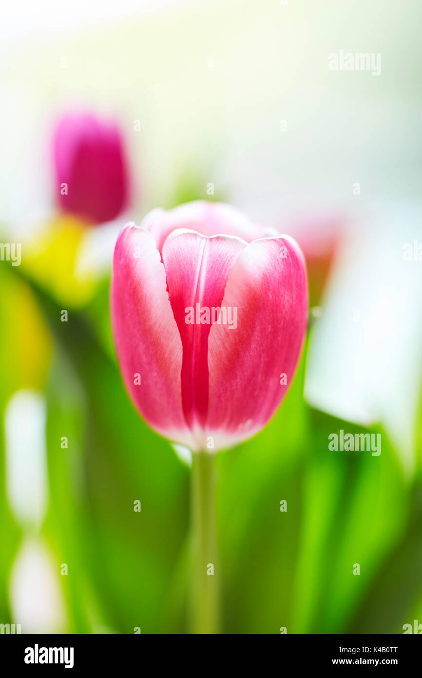 Spring Tulip Bouquet Stock Photo