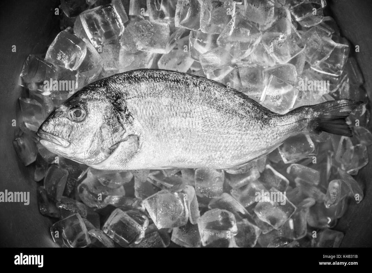 Black and white fish hires stock photography and images Alamy