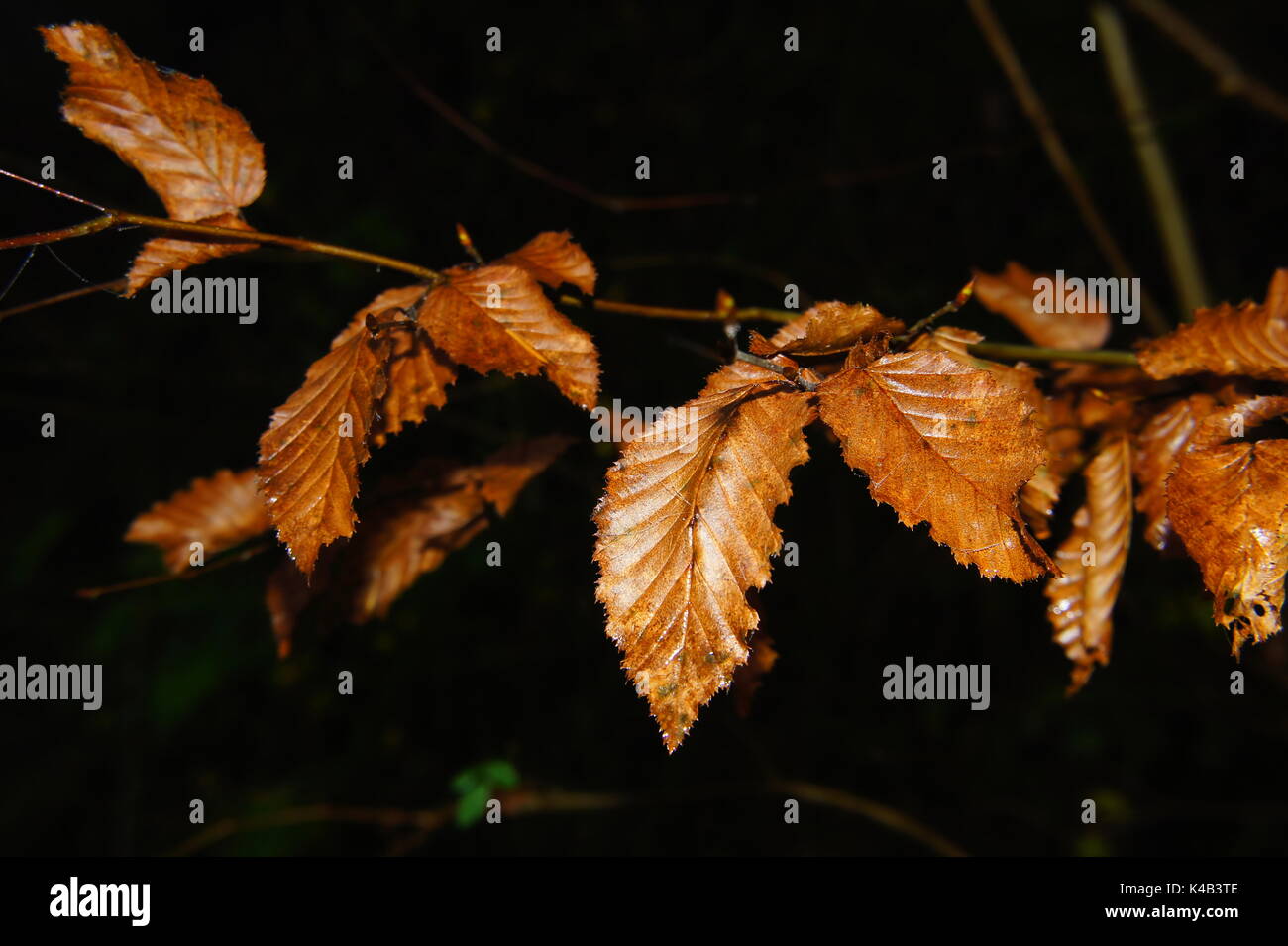 Withered beech leaf hi-res stock photography and images - Alamy