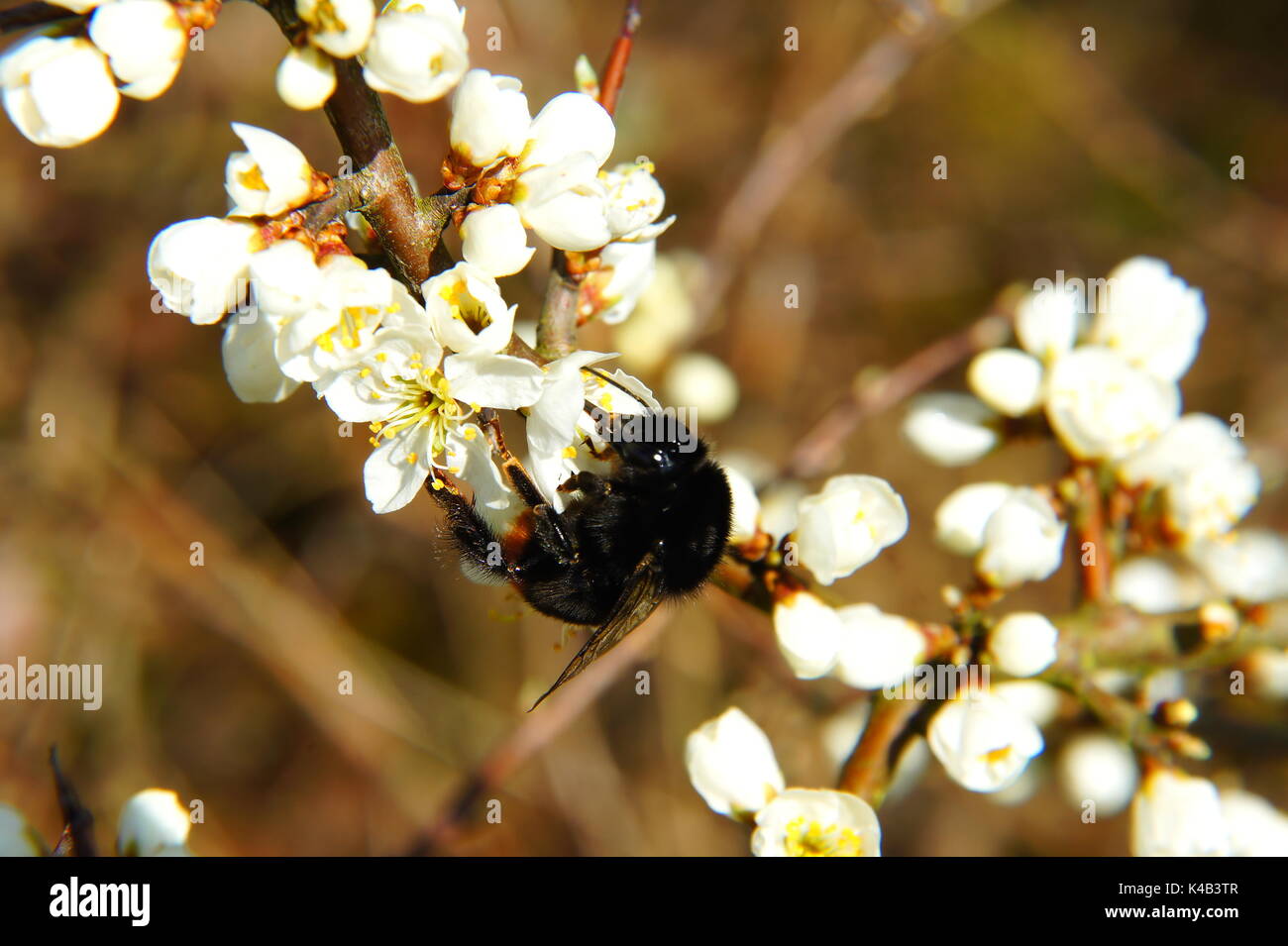 Insect on blackthorn blossom hi-res stock photography and images - Alamy