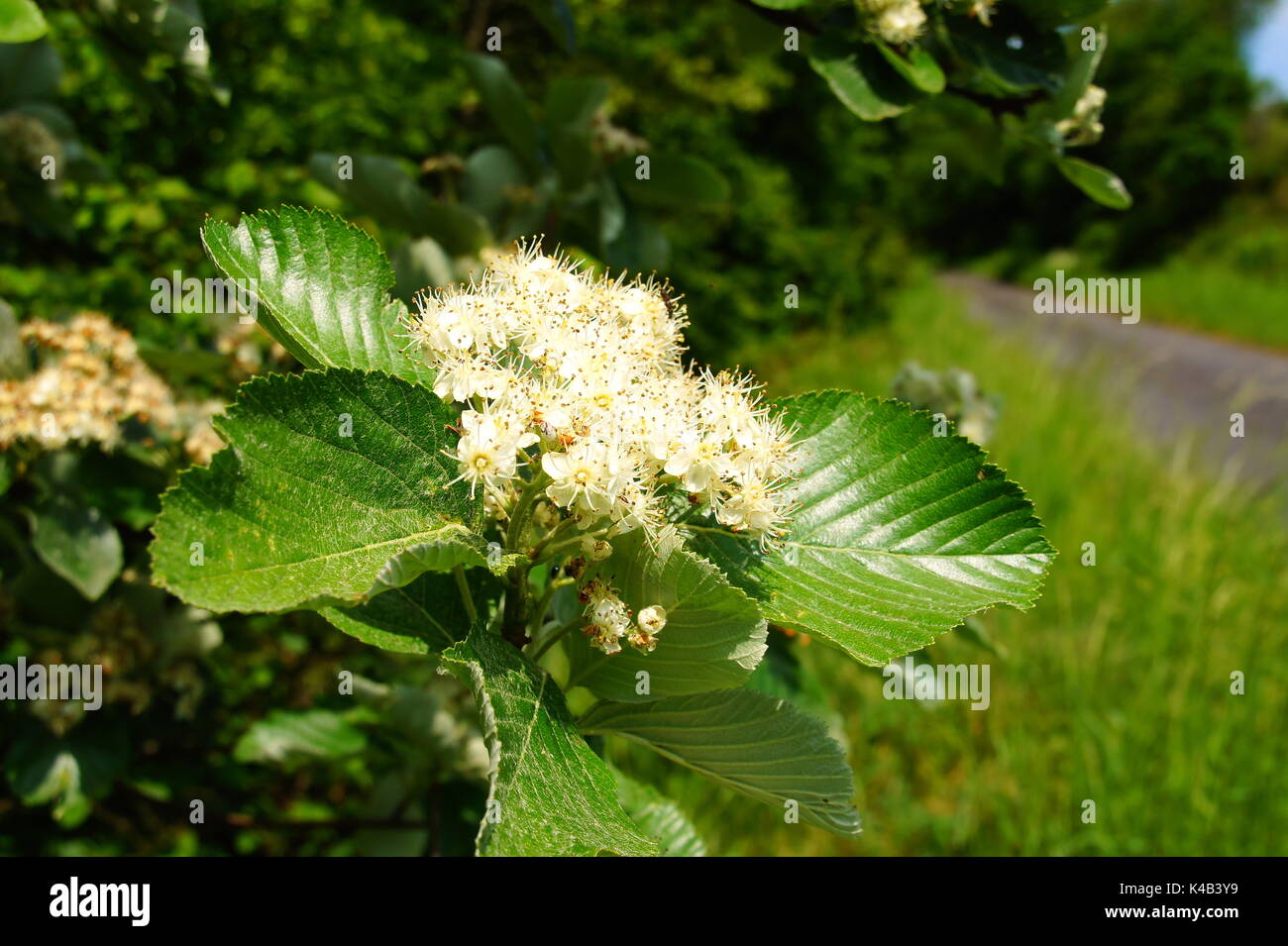 White Blooms Of The Sorbus Flowers With Green Leaves Stock Photo
