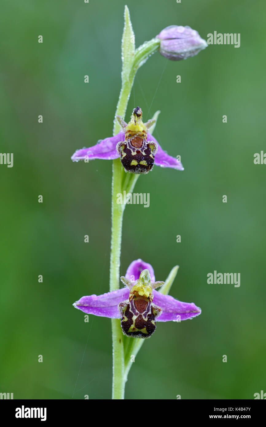 Bee Orchid Stock Photo