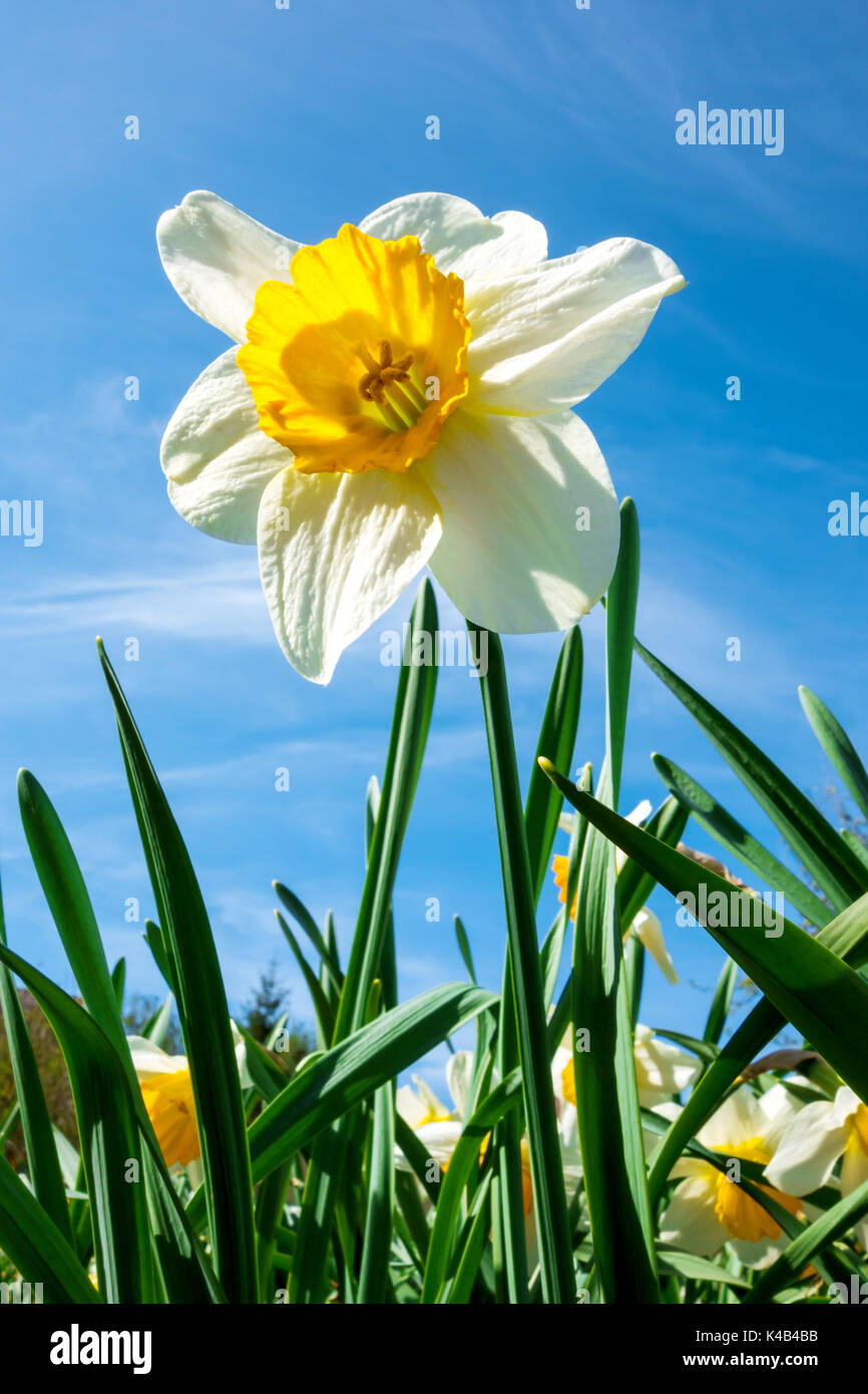 White Daffodil Stock Photo
