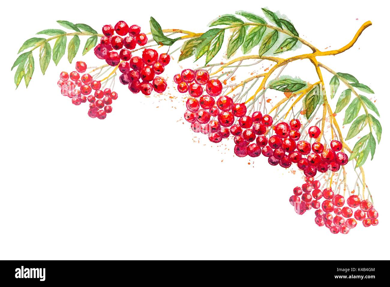 Vector composition with rowanberry branch Stock Vector