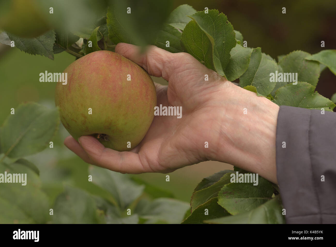 A close-up of a hand picking a ripe Blenheim Orange apple against a background of the tree's leaves Stock Photo