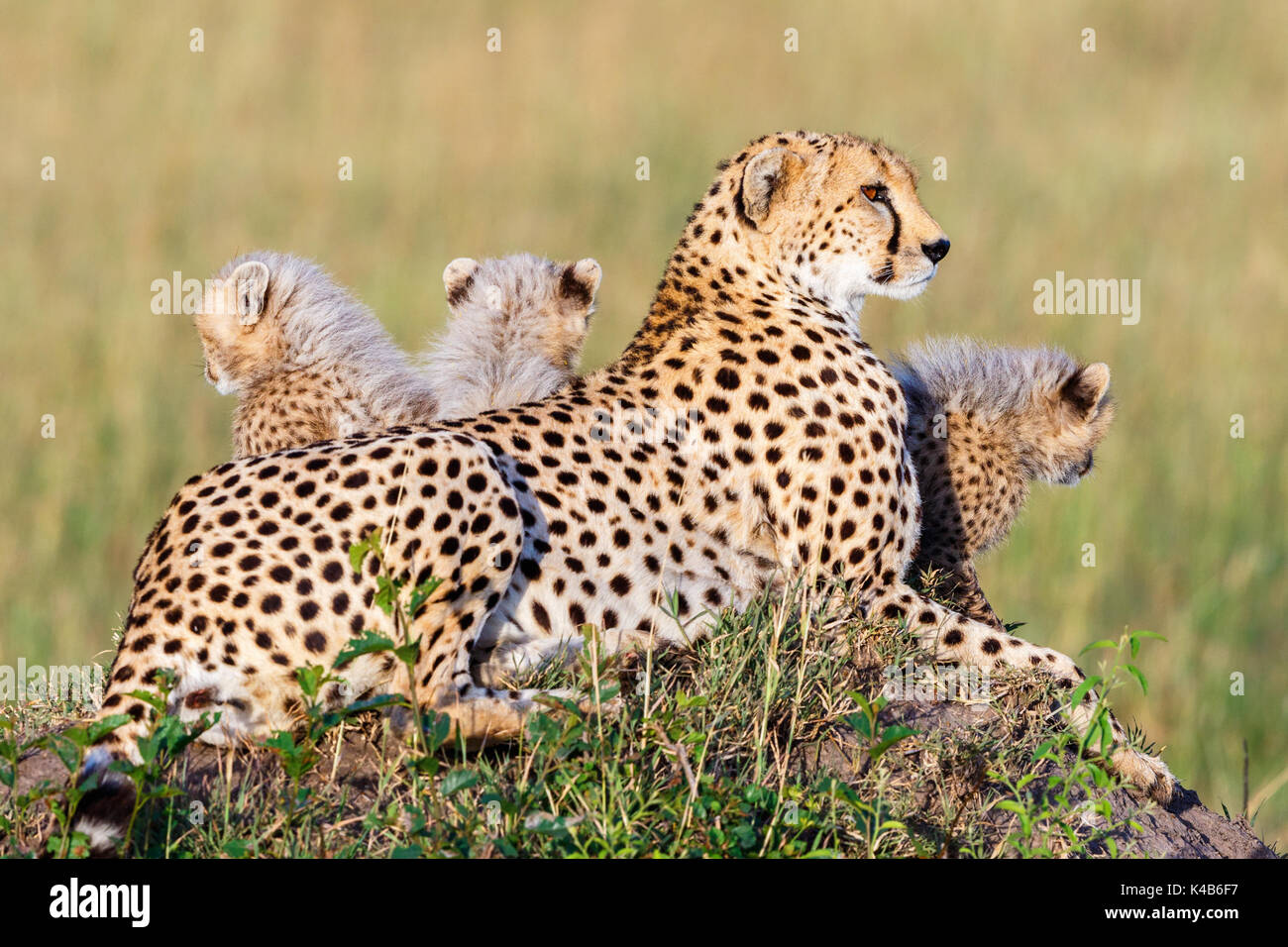 Cheetah with cubs lying on the African savanna Stock Photo Biology Diagrams