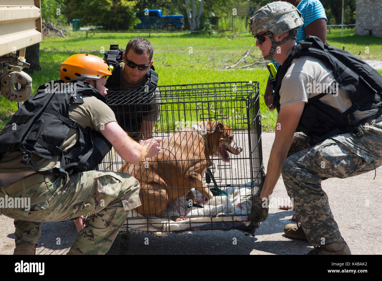 U.S. Army soldiers evacuate a family dog trapped by floodwaters in the aftermath of Hurricane Harvey September 4, 2017 in Orange, Texas. Stock Photo