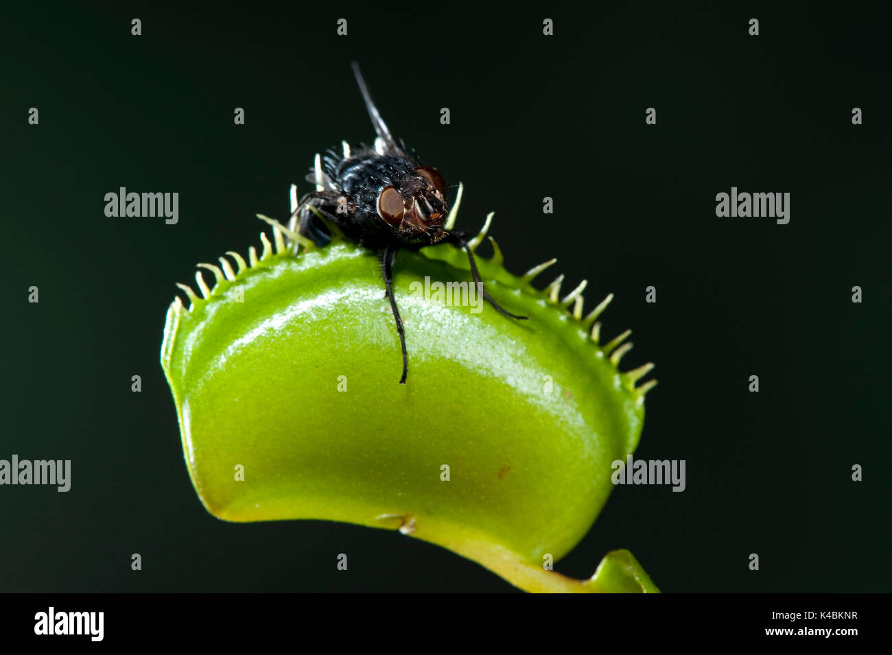 Insect trap hi-res stock photography and images - Alamy