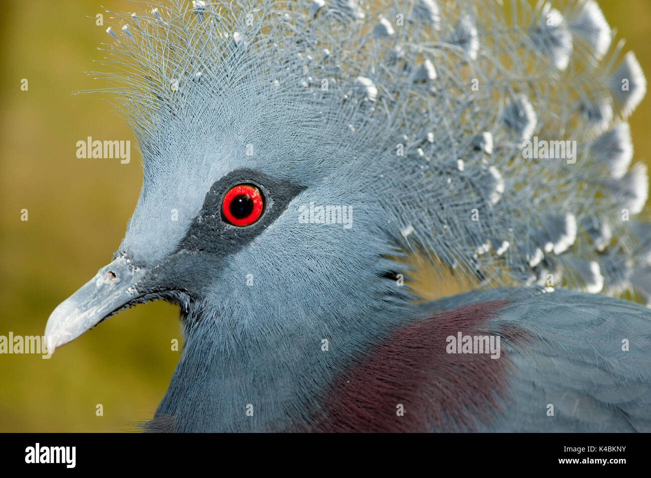 Victoria Crowned Pigeon, Goura victoria, captive, worlds largest pigeon, blue feathers red eyes,  Vulnerable IUCN Red List, CITES Appendix II, feather Stock Photo