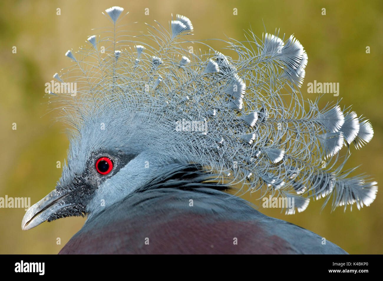 Victoria Crowned Pigeon, Goura victoria, captive, worlds largest pigeon, blue feathers red eyes,  Vulnerable IUCN Red List, CITES Appendix II, feather Stock Photo