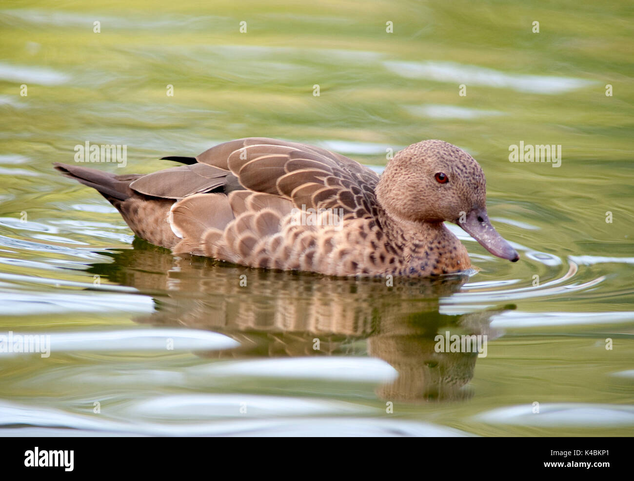 Madagascar Teal, Anas bernieri, on water, Endangered  IUCN Red List, CITES Appendix II, duck Stock Photo