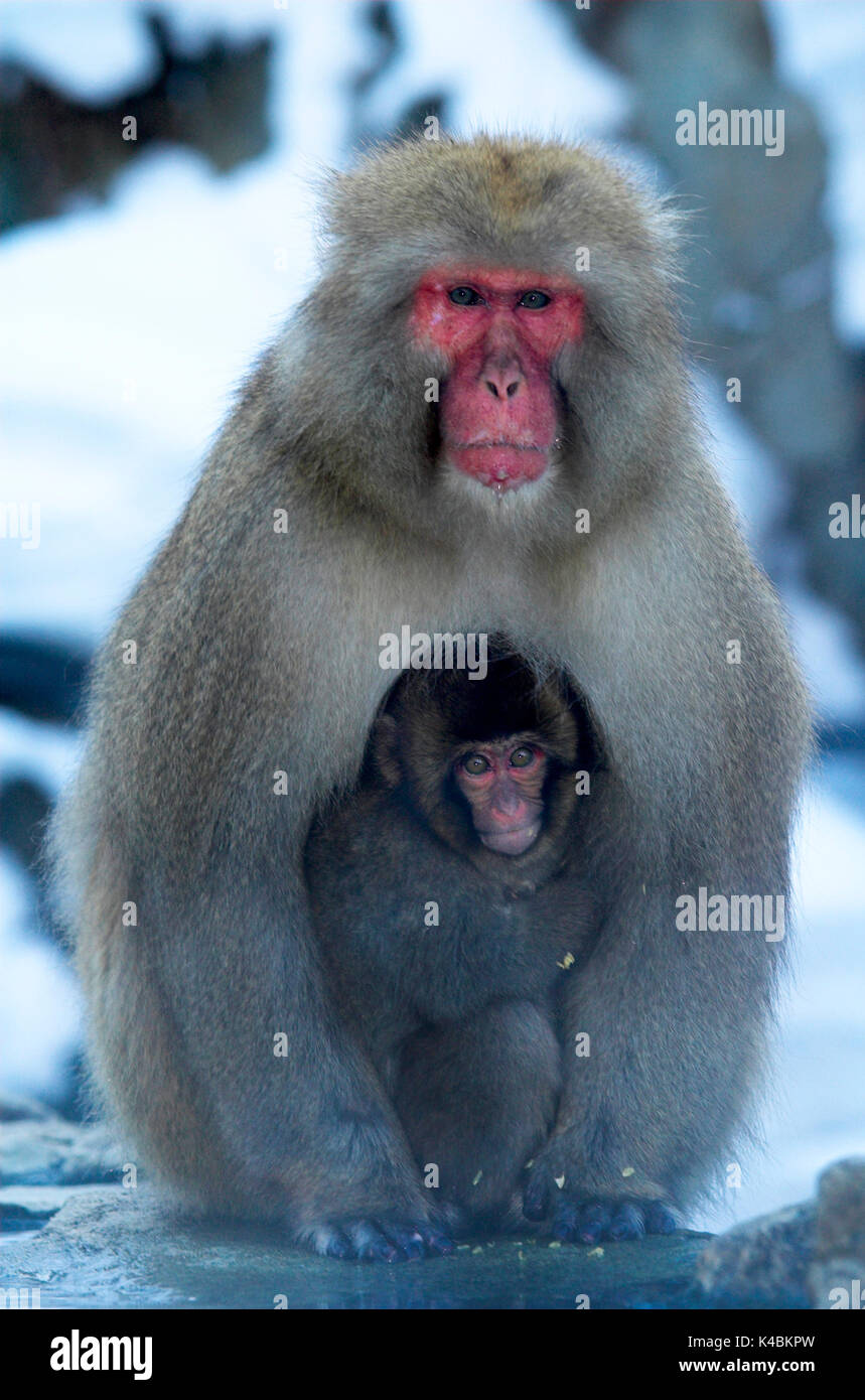 Japanese Macaque, Macaca, fuscata, adult with young, cuddling, Jigokudani National Park, Nagano, Honshu, Asia, primates, old world monkeys, snow, maca Stock Photo