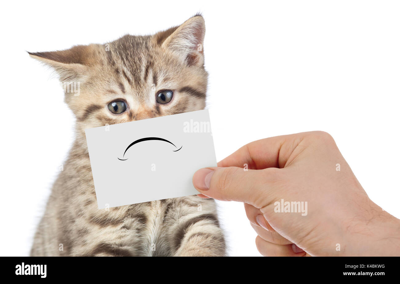 funny unhappy young cat portrait isolated on white Stock Photo