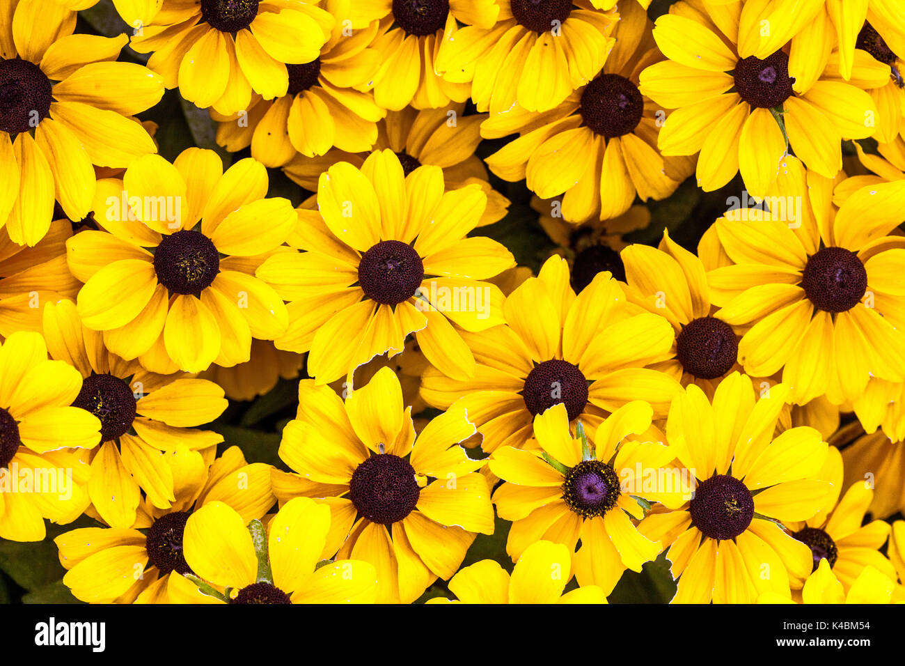 Rudbeckia hirta 'Toto Gold' flowers Stock Photo
