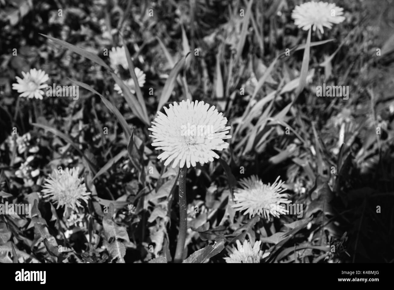 Dandelion field Black and White Stock Photos & Images - Alamy