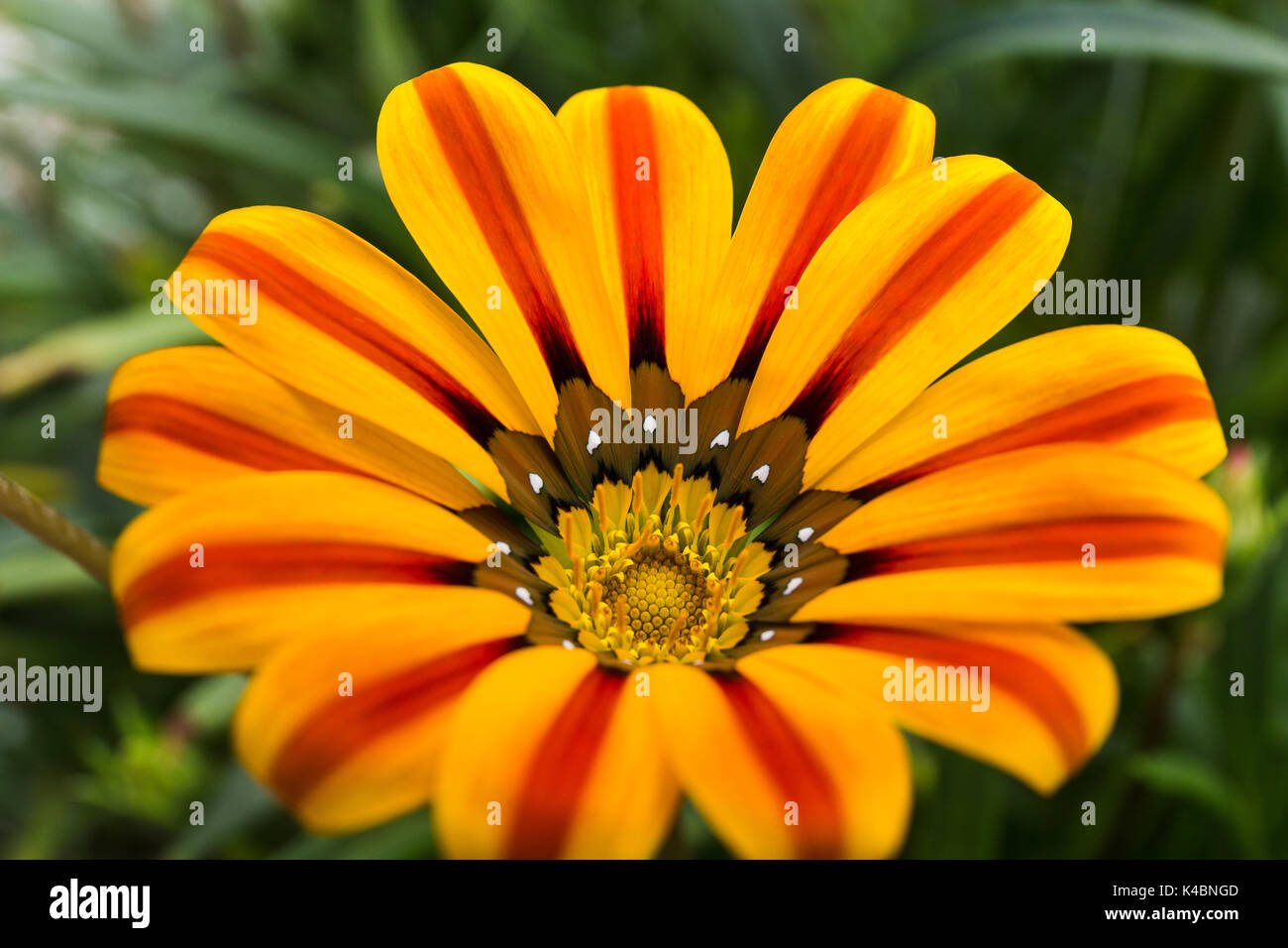 Vivid orange head hi-res stock photography and images - Alamy