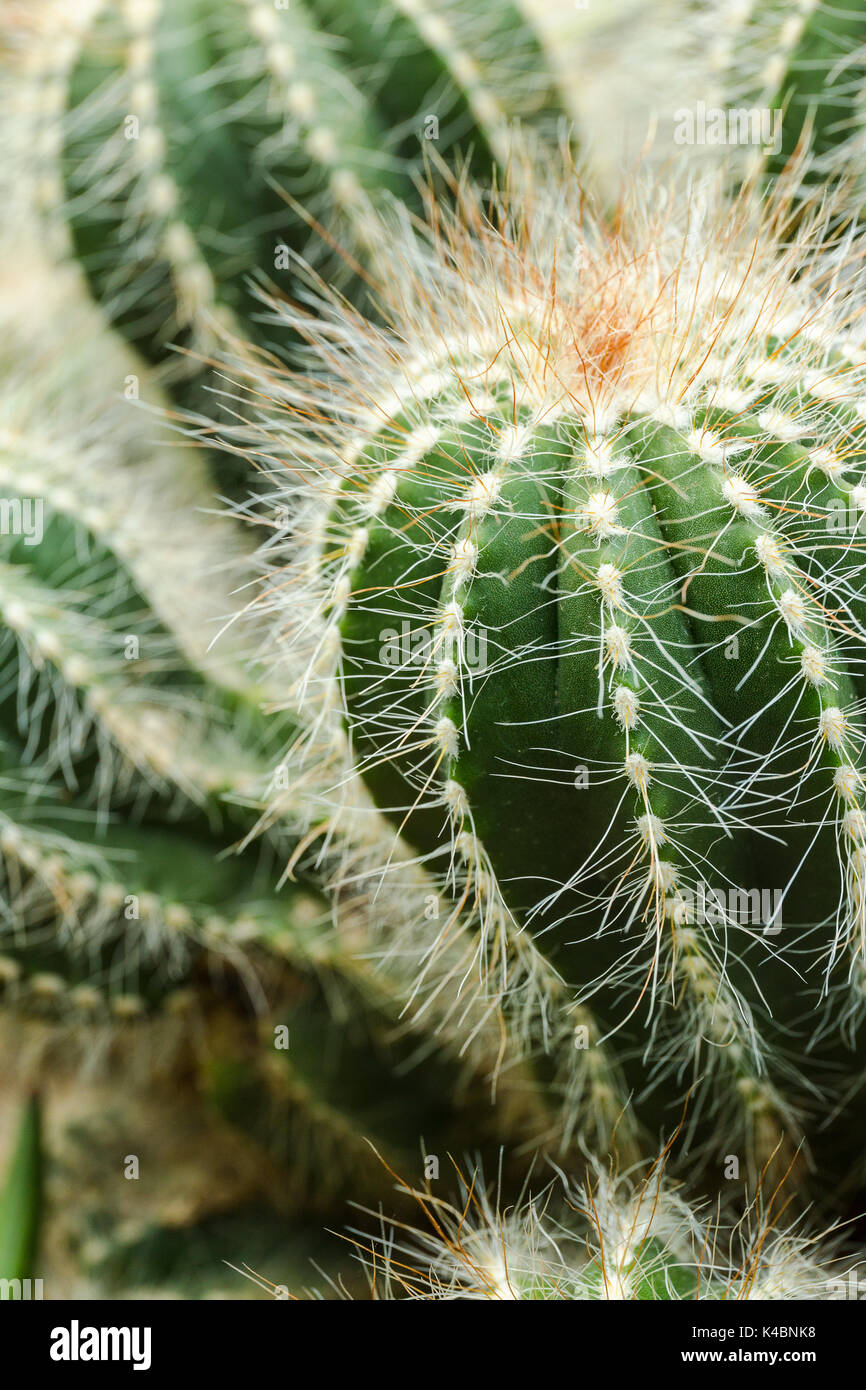 White hairy cactus hi-res stock photography and images - Alamy