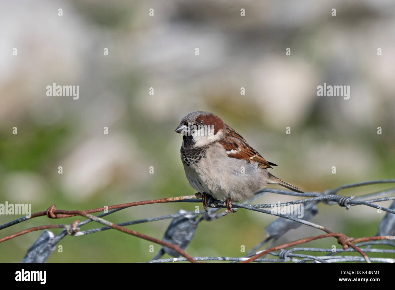 House Sparrow Passer domesticus male Northumberland June Stock Photo