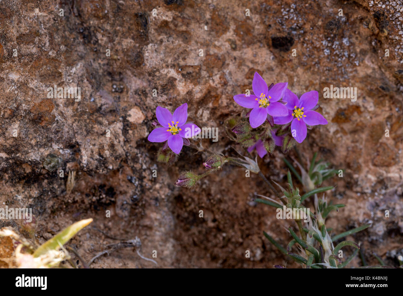 The First Plants And Flowers Of A New Vegetation In The Cold Lava Flow At Mancha Blanca, Lanzarote, Canary Islands, Spain Stock Photo