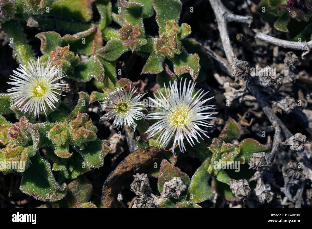 The First Plants And Flowers Of A New Vegetation In The Cold Lava Flow At Mancha Blanca, Lanzarote, Canary Islands, Spain Stock Photo