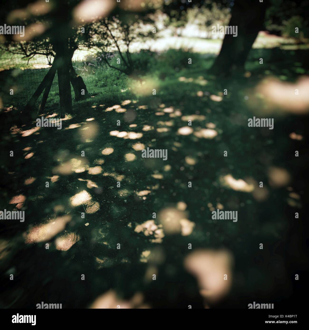 Light Under Trees Stock Photo Alamy
