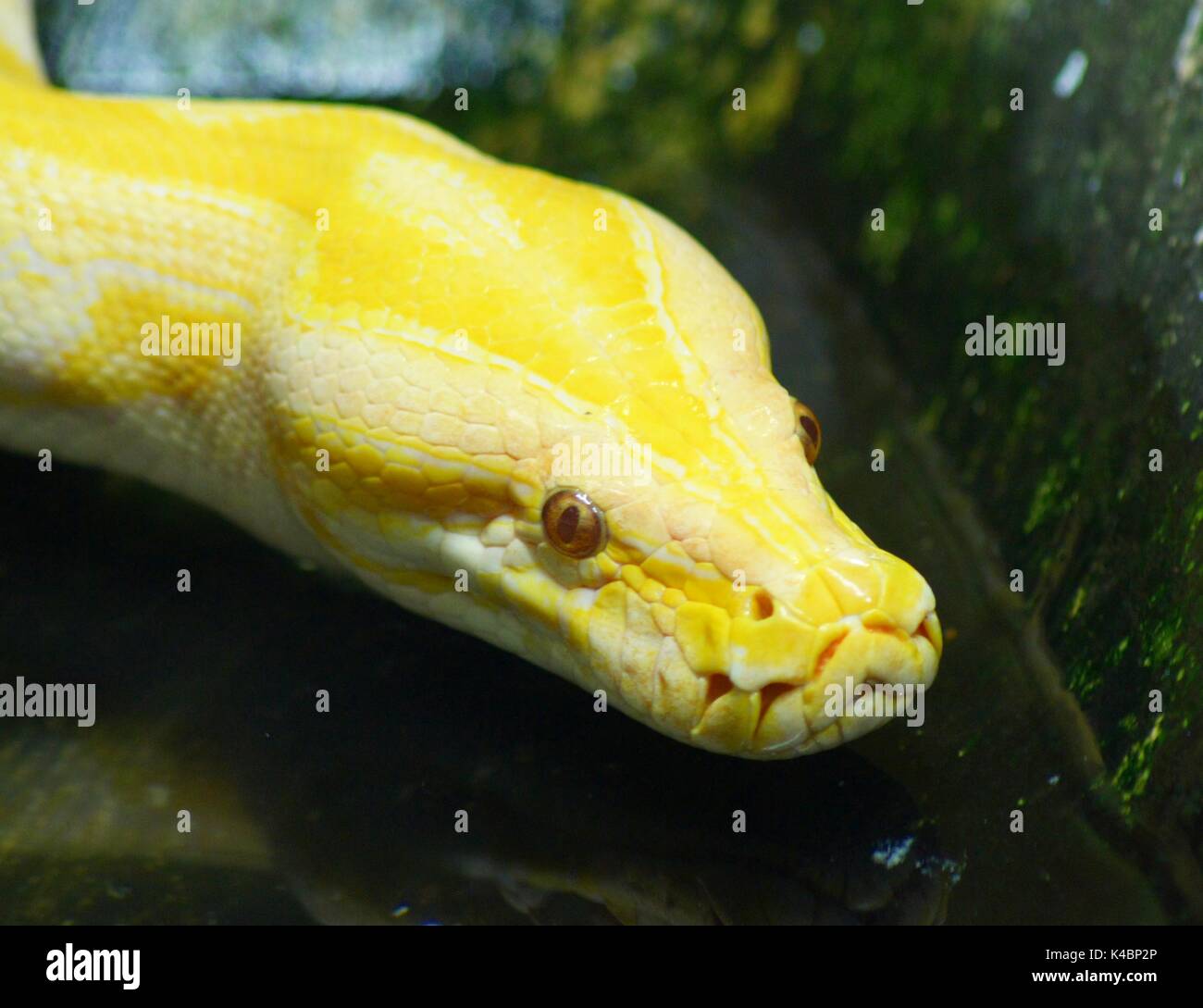 Albino reptiles hi-res stock photography and images - Alamy