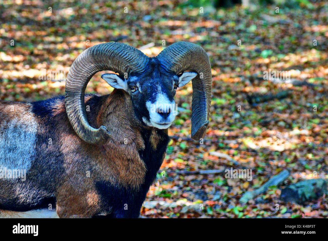 Mufflon portrait hi-res stock photography and images - Alamy