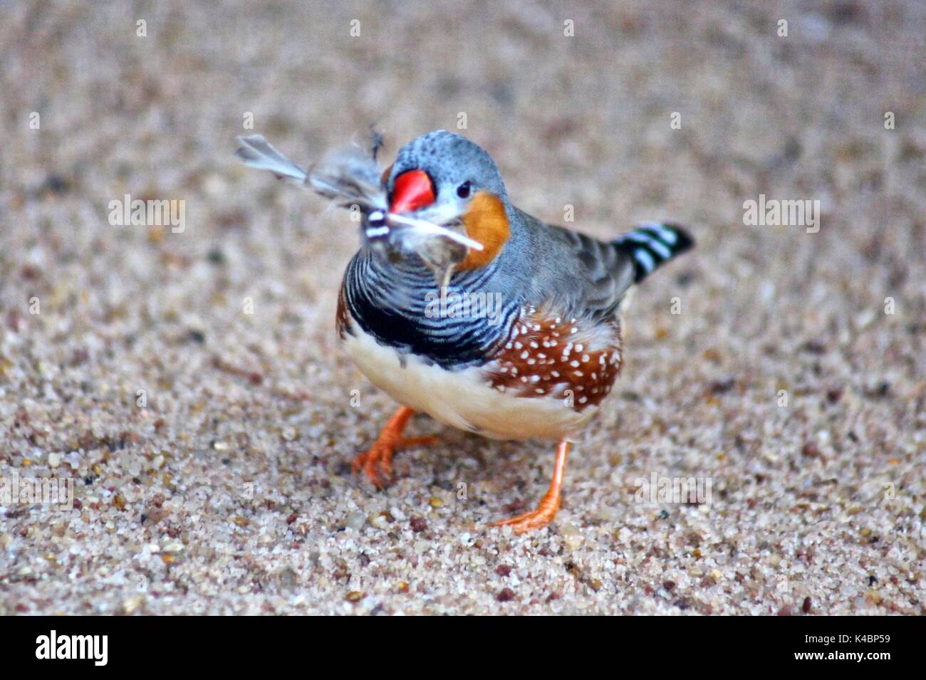 Zebra Finch Taeniopygia Guttata Build A Nest Stock Photo Alamy