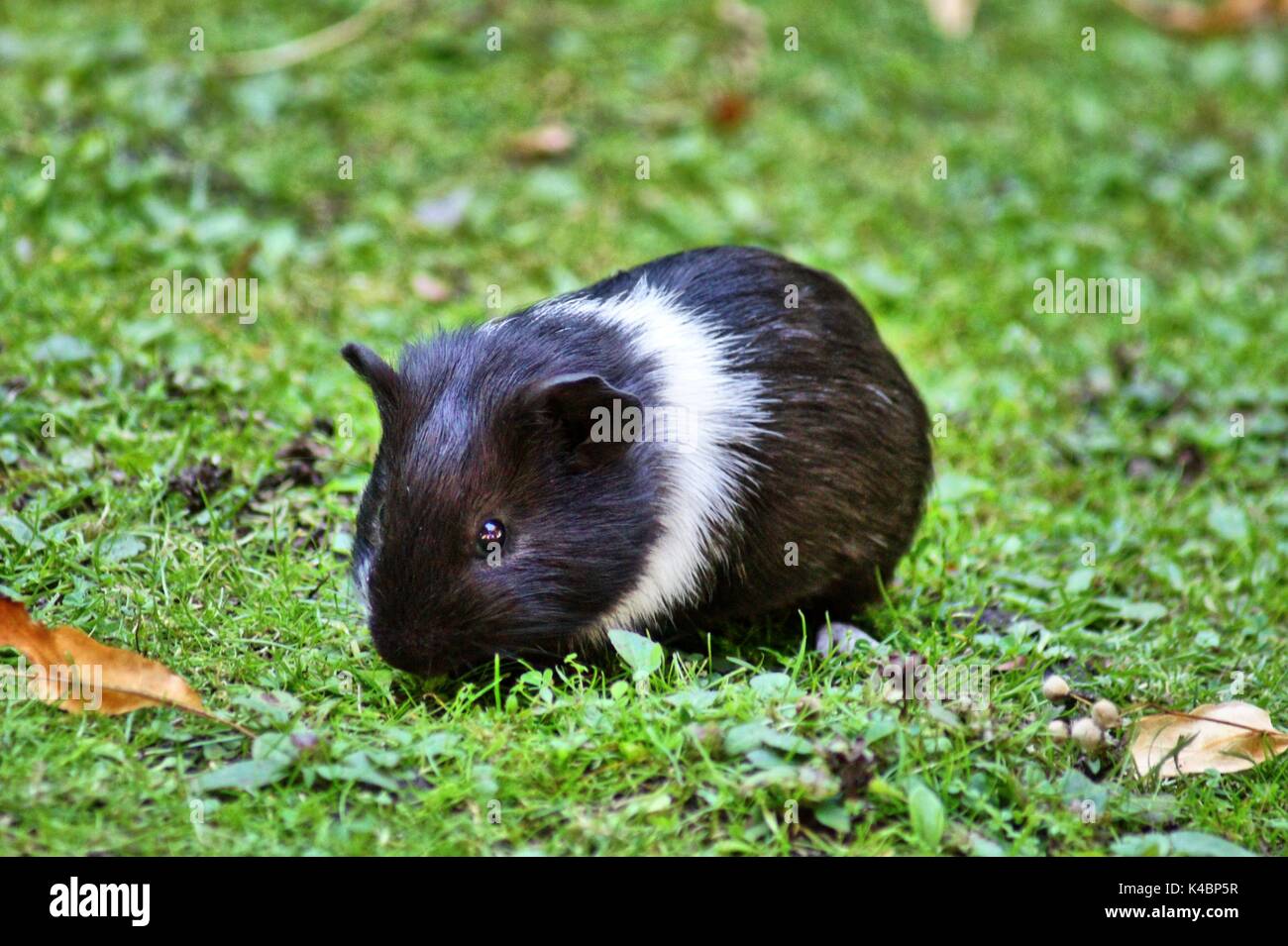 black and white guinea pig