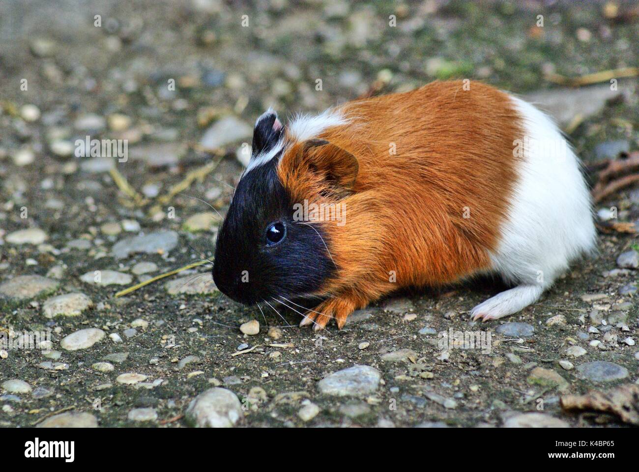 Tricolor Shorth Hair Guinea Pig Baby Stock Photo 157610829 Alamy
