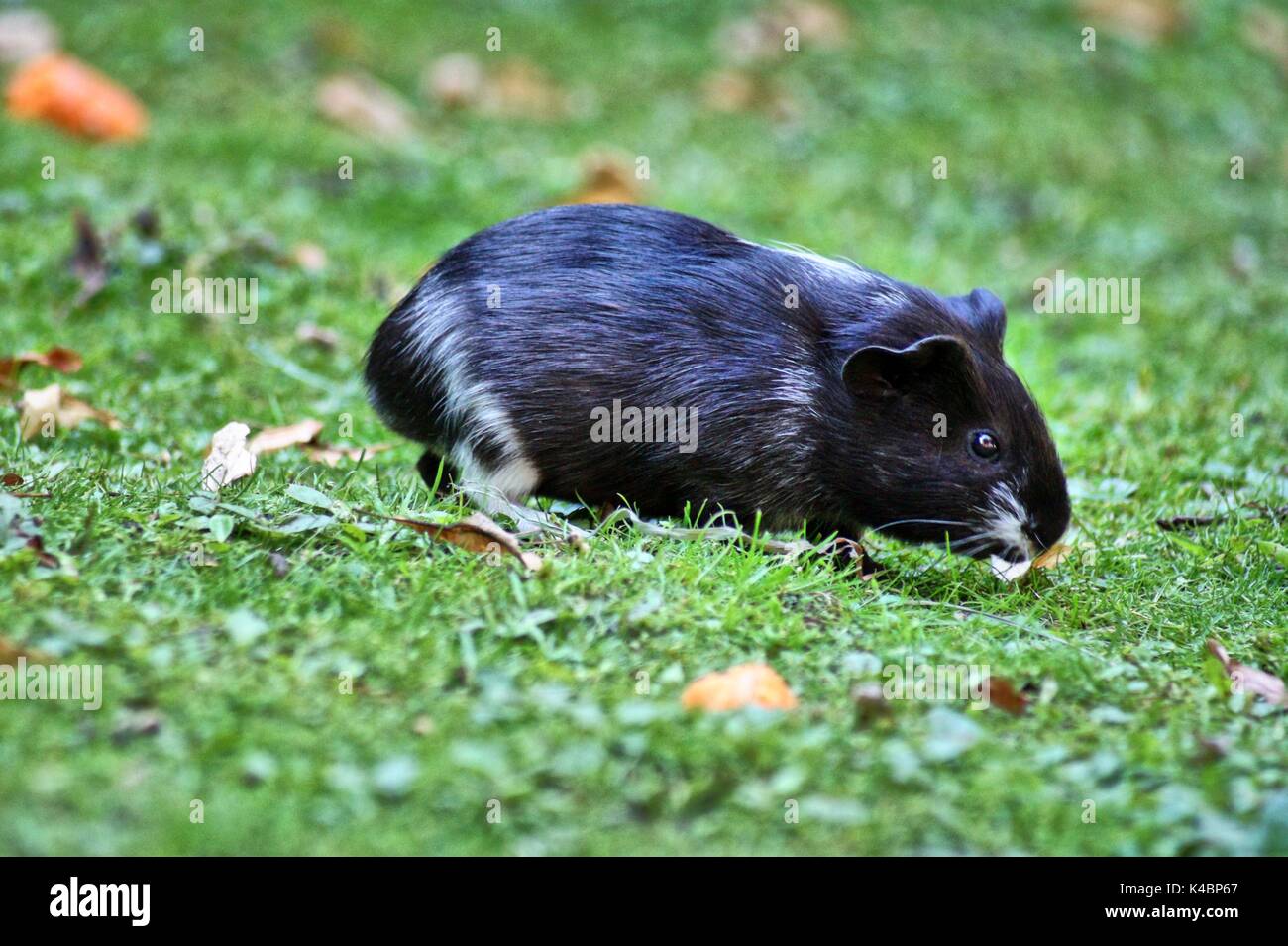 Black And White Short Hair Guinea Pig Baby In The Gras Stock Photo
