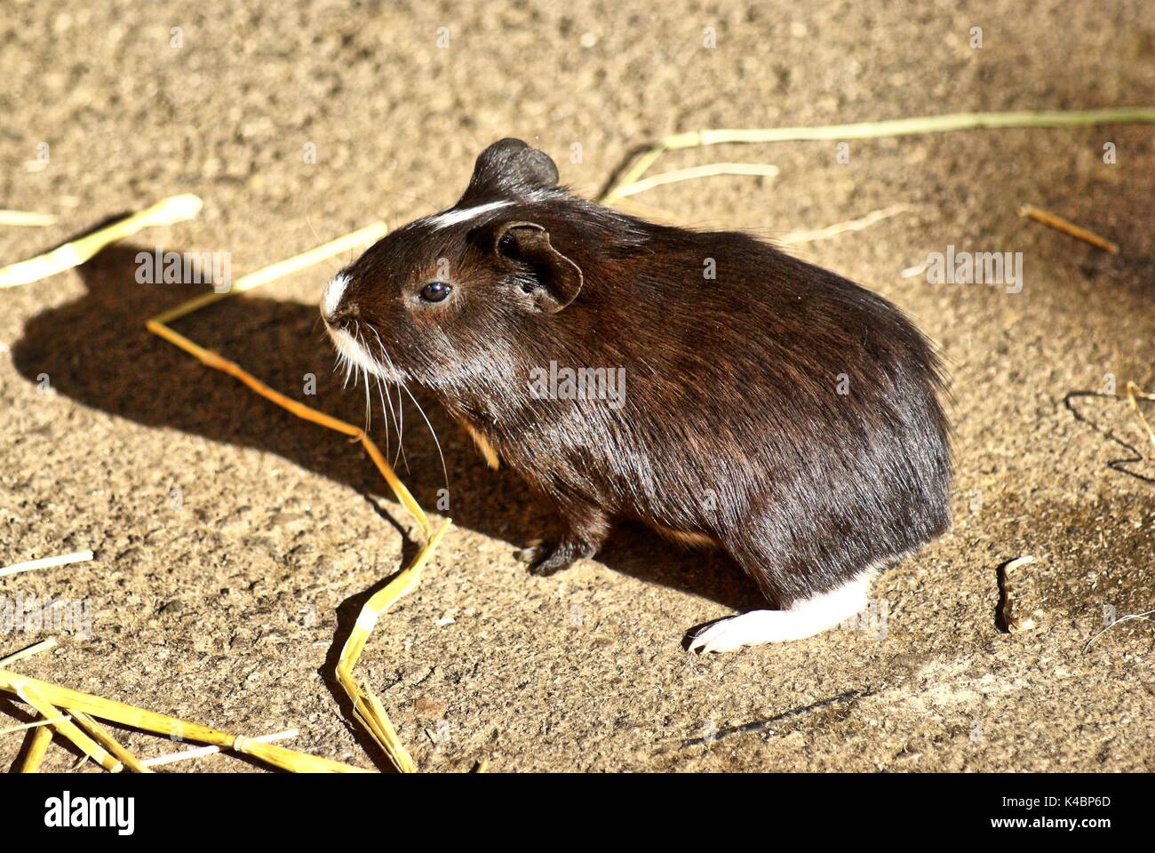 Black And White Short Hair Guinea Pig Baby Stock Photo 157610837