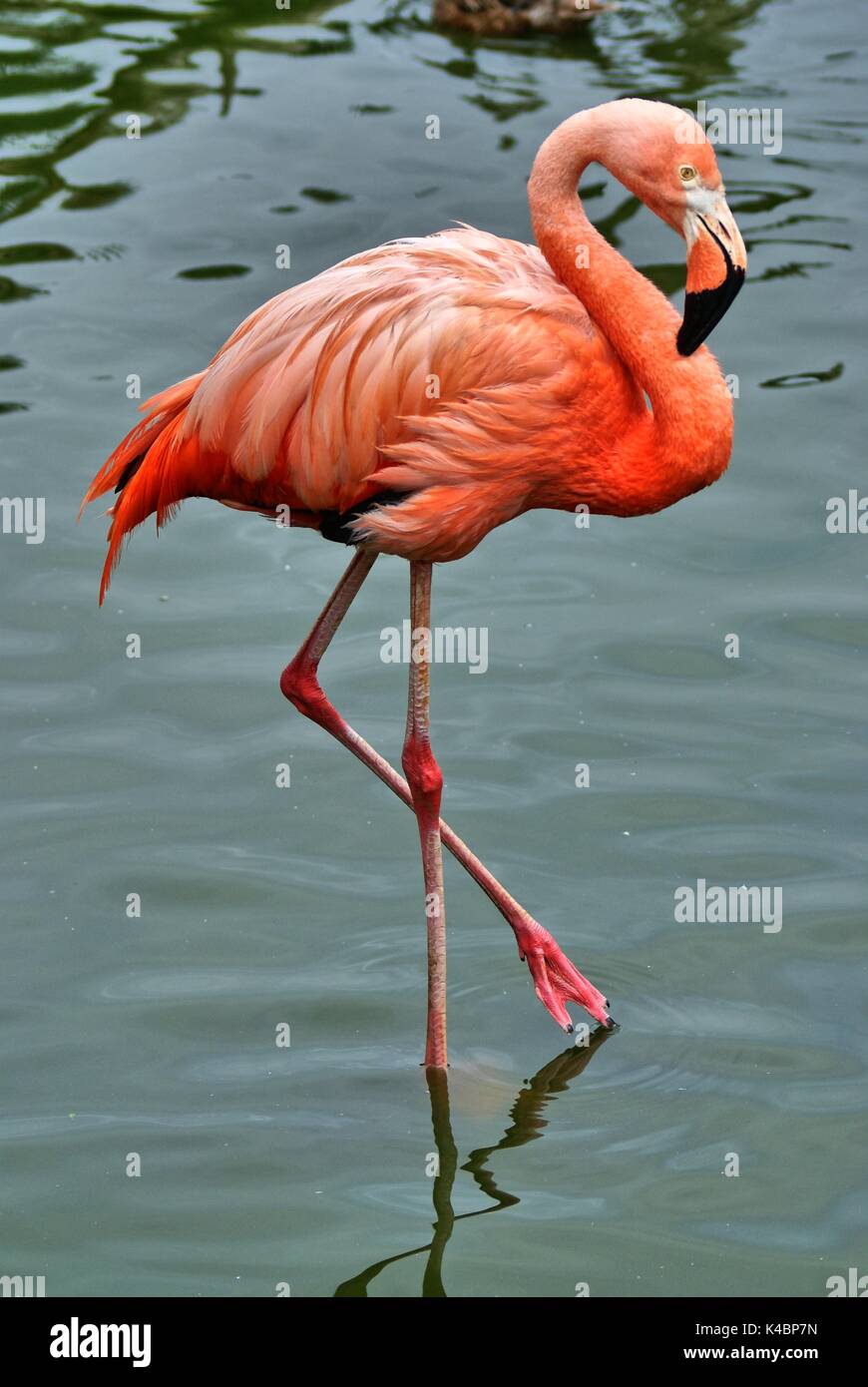 Flamingo Phoenicopteridae Standing Of One Leg Stock Photo - Alamy