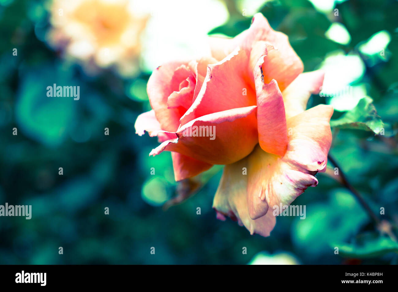Pink Rose Petals Beauty Shot Stock Photo Alamy