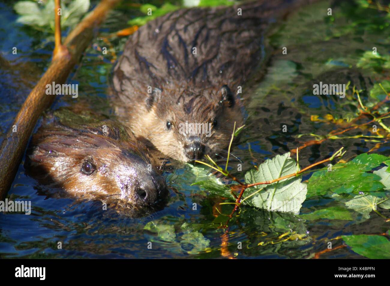 Beaver Castoridae With Baby Stock Photo Alamy