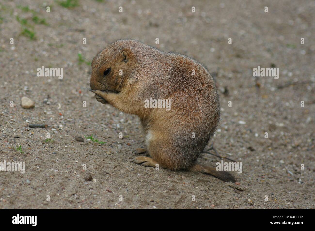 prairie dog grooming