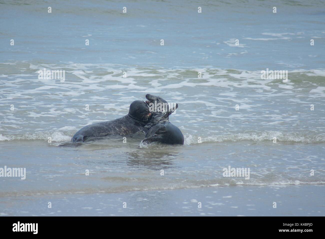 Cuddling Gray Seal Halichoerus Grypus Stock Photo - Alamy
