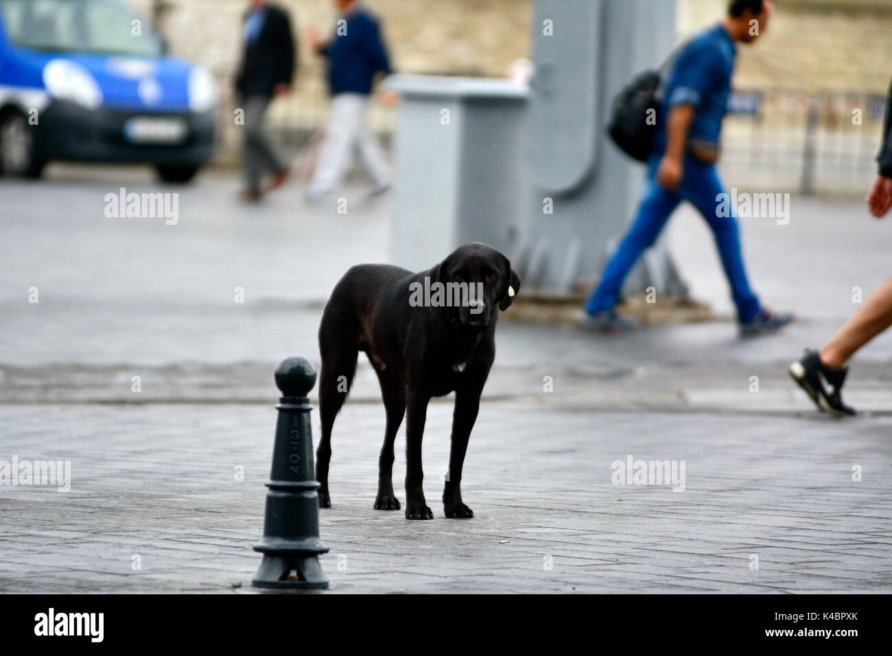 Street Dog With Chip In Ear At Taksim Square, Istanbul Stock Photo Alamy